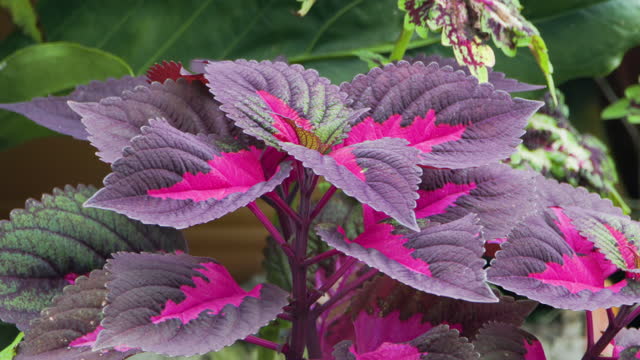 Coleus buntnessel plant with red leaves swaying in the wind, Grown for its vibrant foliage