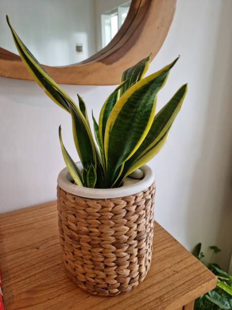 istock Sansevieria planted in a pot covered by a woven grassroots as room refreshener 1471459134