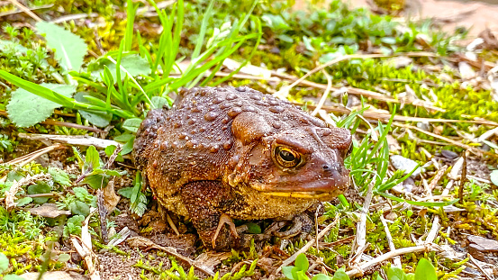 A brown American Toad makes its way across the grass in Woodstock, Georgia.