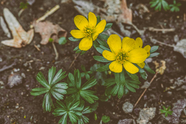 Eranthis hyemalis -  - winter aconite