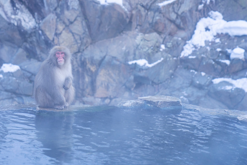 Japanese macaques around an onsen (hot spring) at Jigokudani Monkey Park, Nagano, Japan.