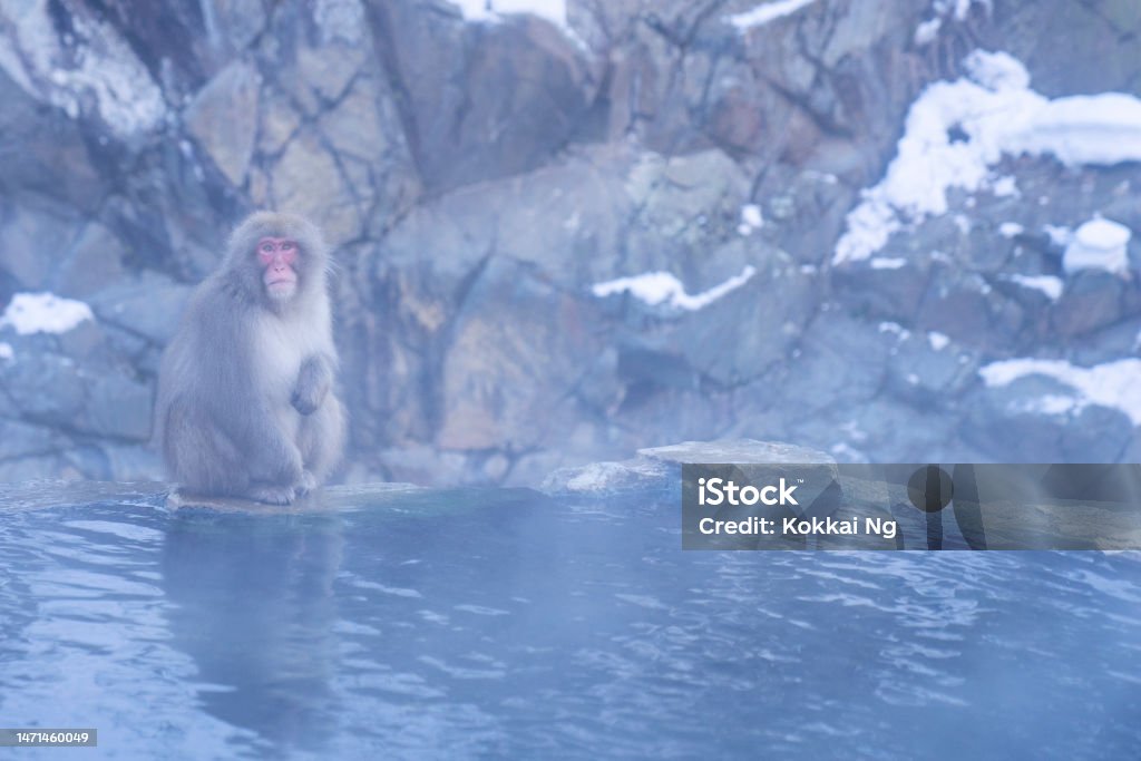 Monkeys around onsen in Jigokudani, Nagano, Japan Japanese macaques around an onsen (hot spring) at Jigokudani Monkey Park, Nagano, Japan. Animal Stock Photo