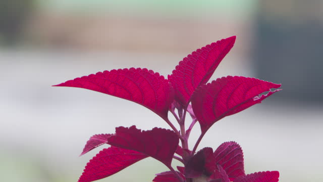 Solenostemon Redhead (Coleus) plant with red leaves swaying in the wind, Grown for its vibrant foliage