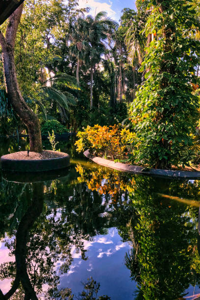 istock mangrove in Caribbean island 1471460394