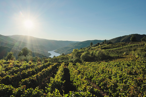 Vineyards in Ribeira Sacra and Sil river canyon in the background, Galicia, Spain