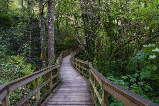 istock Wooden walkway in green springtime forest 1471460909