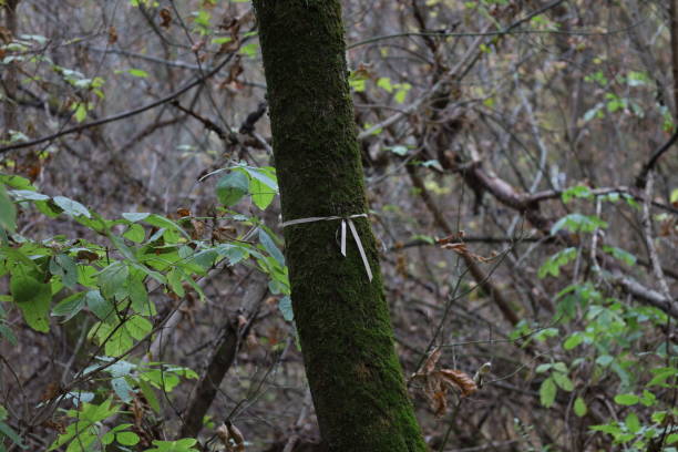 istock Mark in the tree in the autumn forest 1471461218