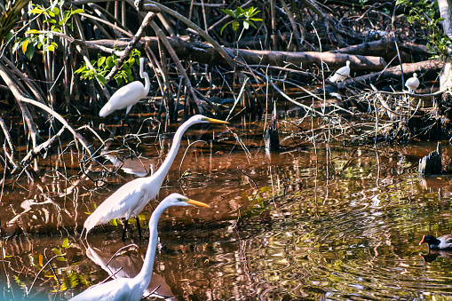 Punta Cana, Dominican Republic - February 21, 2023. View of a Cattle Egret bird (Bubulcus ibissur) a caribbean island in the heart of the mangroves.