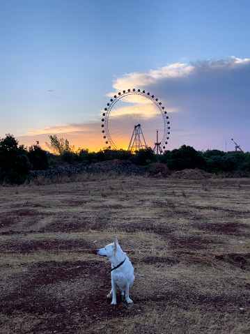 A white dog sitting front of a ferris wheel early in the morning. Antalya, Turkey.