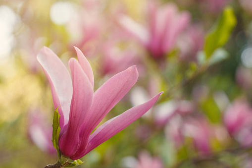 Pink spring magnolia flower on sunny bokeh light background. Soft selective focus