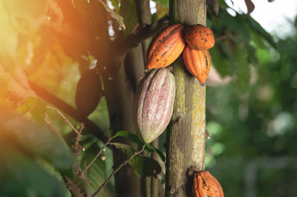 istock Orange color cocoa pod 1471464212