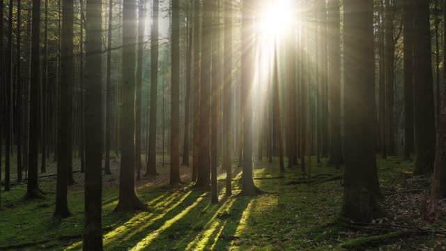 Beautiful shining sun beams in magic mossy wood landscape.