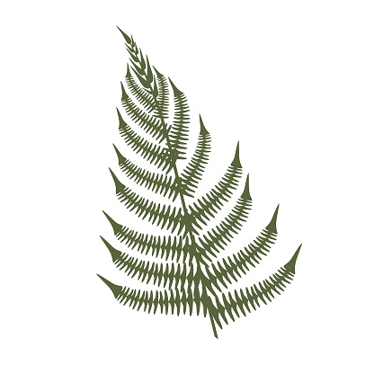fern, fern leaf on white background, blooming fern isolate, tropical leaf, tropics flora, jungle green leaf, fern vector silhouette, fern leaf black isolated prints on white background.
