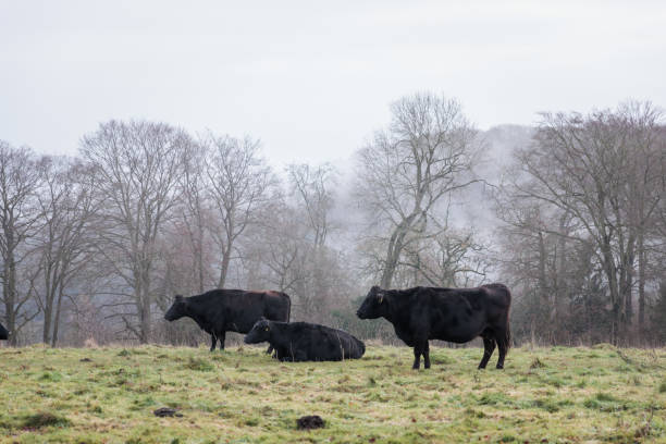 istock black cow in farm, England, Winter 1471466749