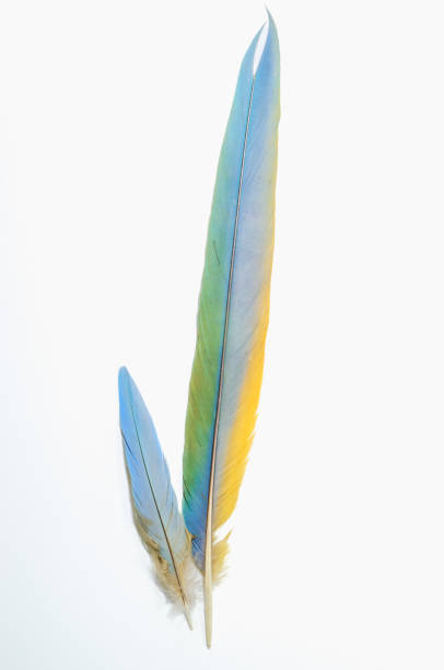 istock Parrot feathers in blue, turquoise, and green colors. 1471466873