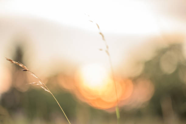 Grass silhouette on blurred background in front of sunset. Alsace, France.