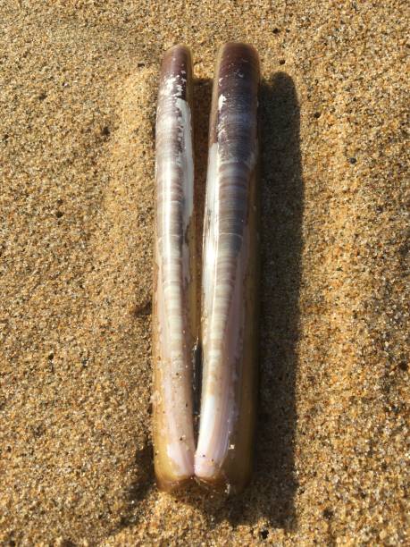 istock A seashell knife into the sand 1471466953