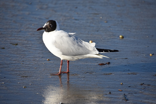 Une mouette à tête noire, sur la plage en Bretagne