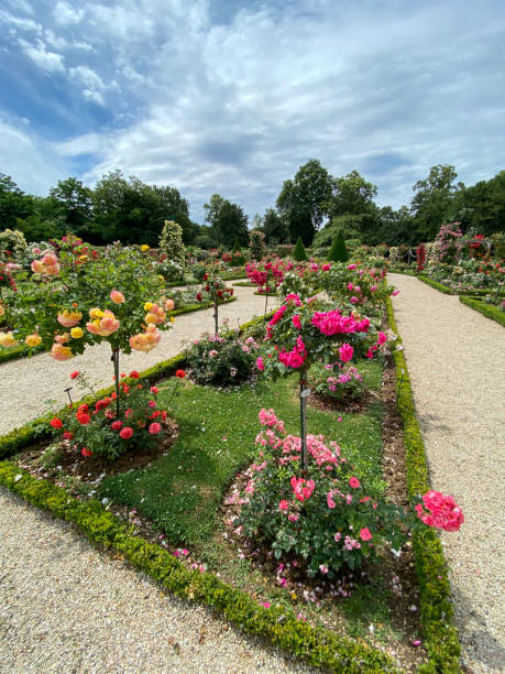 istock Bagatelle garden flowers in Paris 1471468658