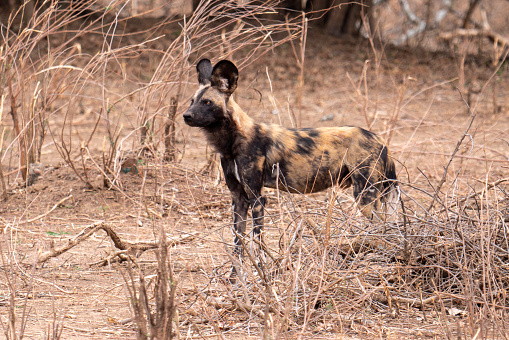 An african wild dog (Lycaon pictus) in Zimbabwe.  The African wild dog (Lycaon pictus), also called the painted dog or Cape hunting dog, is a wild canine which is a native species to sub-Saharan Africa.It is the largest wild canine in Africa