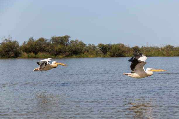 istock Pelicans in Djoudi national park 1471469480