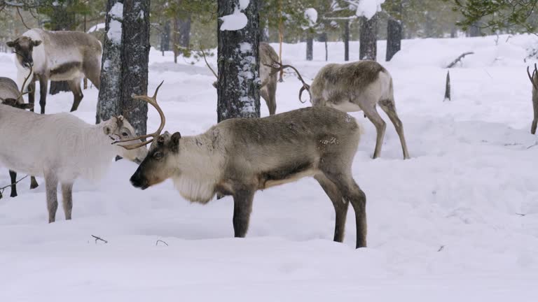 Western Siberia, a herd of reindeer in the winter forest.