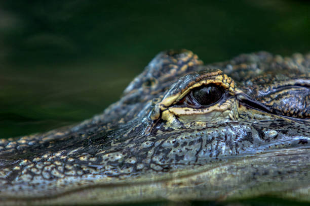 istock Alligators eye close up with selective focus and copy space 1471470003