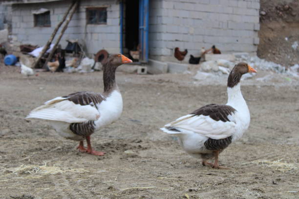 istock Three ducks are walking in front of a building with a brick wall behind them. 1471471807