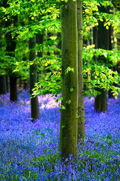istock Trees in a meadow of bluebells ( Hyacinthoides non-scripta ) 1471473527