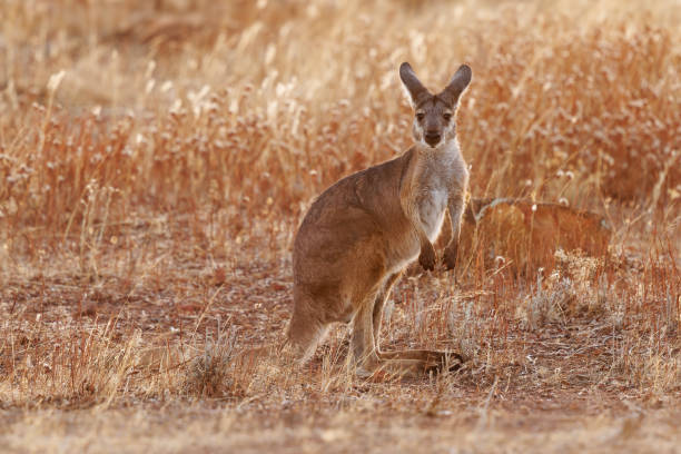 istock Common Wallaroo - Osphranter robustus also called euro or hill wallaroo, mostly nocturnal and solitary, loud hissing noise, sexually dimorphic, like most wallaroos, silhouette in evening 1471473568