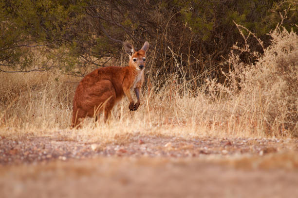 istock Common Wallaroo - Osphranter robustus also called euro or hill wallaroo, mostly nocturnal and solitary, loud hissing noise, sexually dimorphic, like most wallaroos, silhouette in evening 1471473572