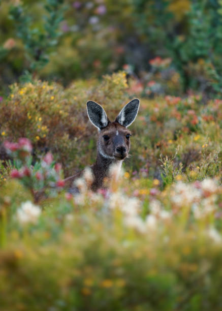 istock Western Grey Kangaroo - Macropus fuliginosus also giant or black-faced or mallee kangaroo or sooty kangaroo, large common kangaroo from southern part of Australia, in blooming and flowering bushes 1471473604