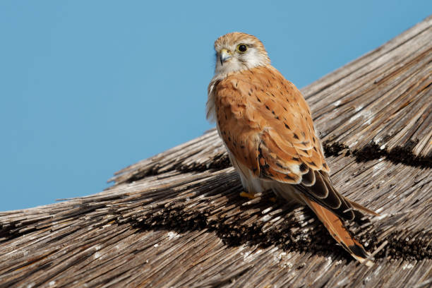 nankeen turmfalke - falco cenchroides auch australischer turmfalke, vogelgreifvogel aus australien und neuguinea, kleine falken, blasse rötliche oberteile mit kontrastierenden schwarzen flugfedern - sand dune beach sea sand stock-fotos und bilder