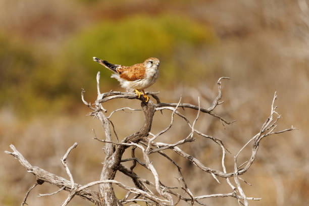 nankeen turmfalke - falco cenchroides auch australischer turmfalke, vogelgreifvogel aus australien und neuguinea, kleine falken, blasse rötliche oberteile mit kontrastierenden schwarzen flugfedern - sand dune beach sea sand stock-fotos und bilder