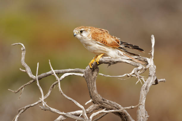 nankeen turmfalke - falco cenchroides auch australischer turmfalke, vogelgreifvogel aus australien und neuguinea, kleine falken, blasse rötliche oberteile mit kontrastierenden schwarzen flugfedern - sand dune beach sea sand stock-fotos und bilder