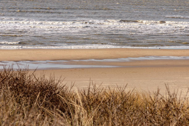 Seagulls on the Katwijk beach, Netherlands