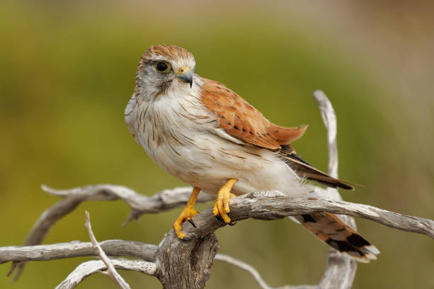 Nankeen Kestrel - Falco cenchroides also Australian kestrel, bird raptor native to Australia and New Guinea, small falcons, pale rufous upper-parts with contrasting black flight-feathers stock photo