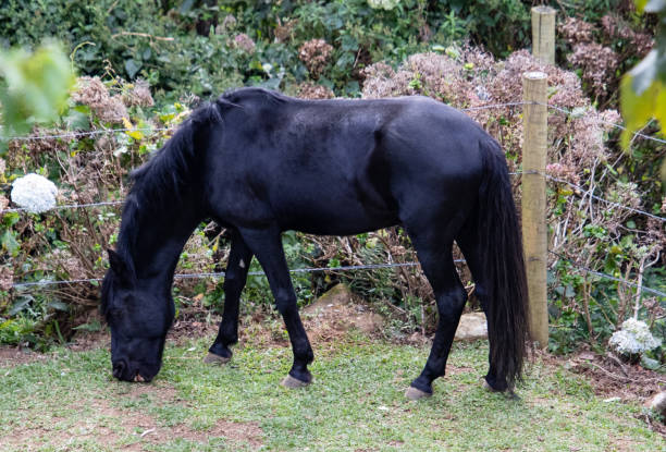 40+ Blackhorse Stock Photos, Pictures & Royalty-Free Images - iStock