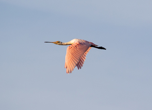 Pink bird flying in blue sky