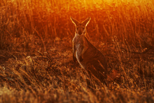 istock Common Wallaroo - Osphranter robustus also called euro or hill wallaroo, mostly nocturnal and solitary, loud hissing noise, sexually dimorphic, like most wallaroos, silhouette in evening 1471474613