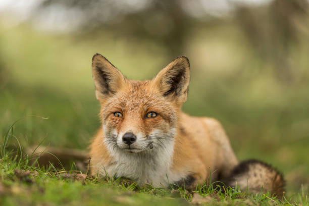 istock Close up of a beautiful cute fox with open eyes lying down in the grass 1471476359