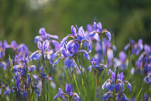 Beautiful blooming siberian iris on the sunlight in summer garden