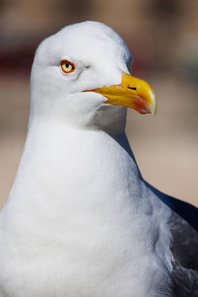 istock Close-up of a seagull looking around 1471480547