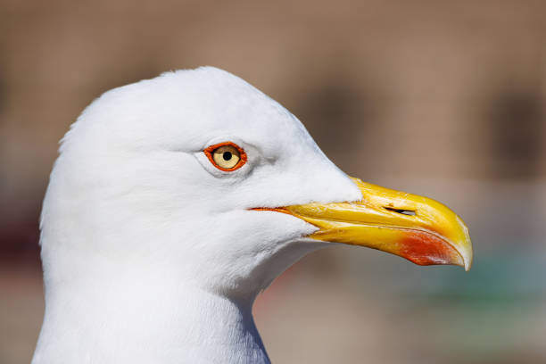 istock Close-up of a seagull looking around 1471480878