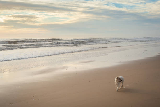 istock dog walking along the beach. 1471483483