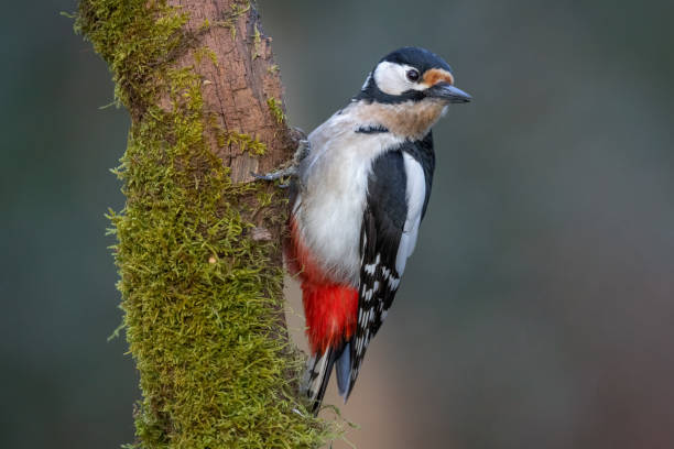 istock Great spotted woodpecker bird Dendrocopos major perched on tree covered in moss 1471484195