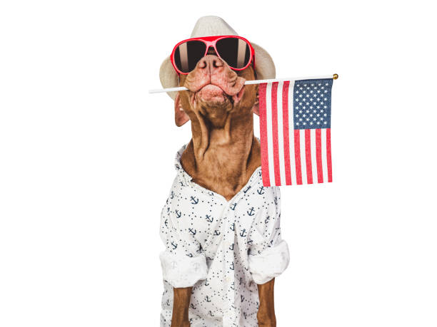 istock Charming brown puppy, sun hat and American flag 1471486328