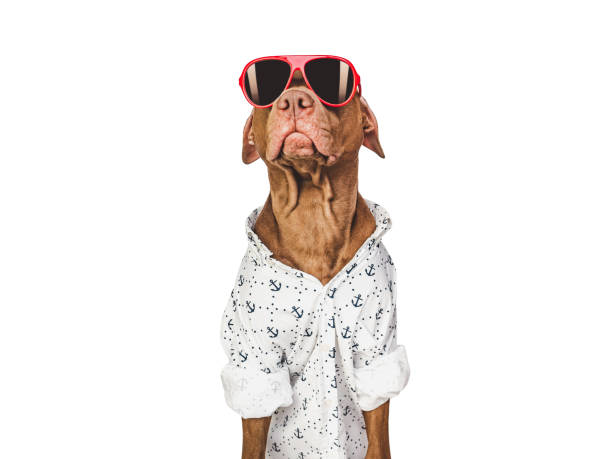 istock Lovable, pretty brown puppy and red sunglasses 1471486673