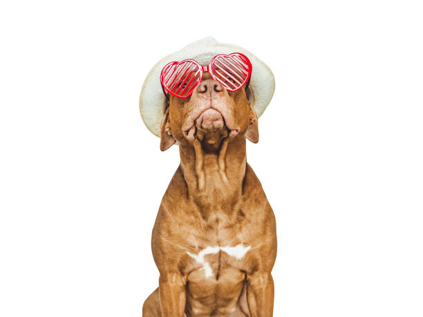 istock Lovable, pretty brown puppy and red sunglasses 1471487213