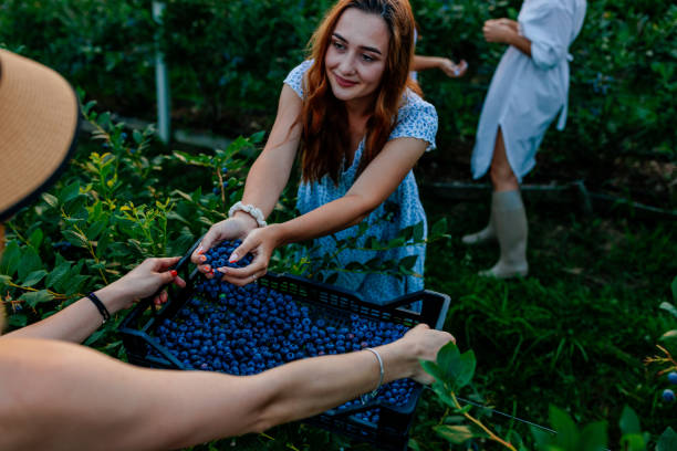 istock Woman putting blueberries in case. 1471487261